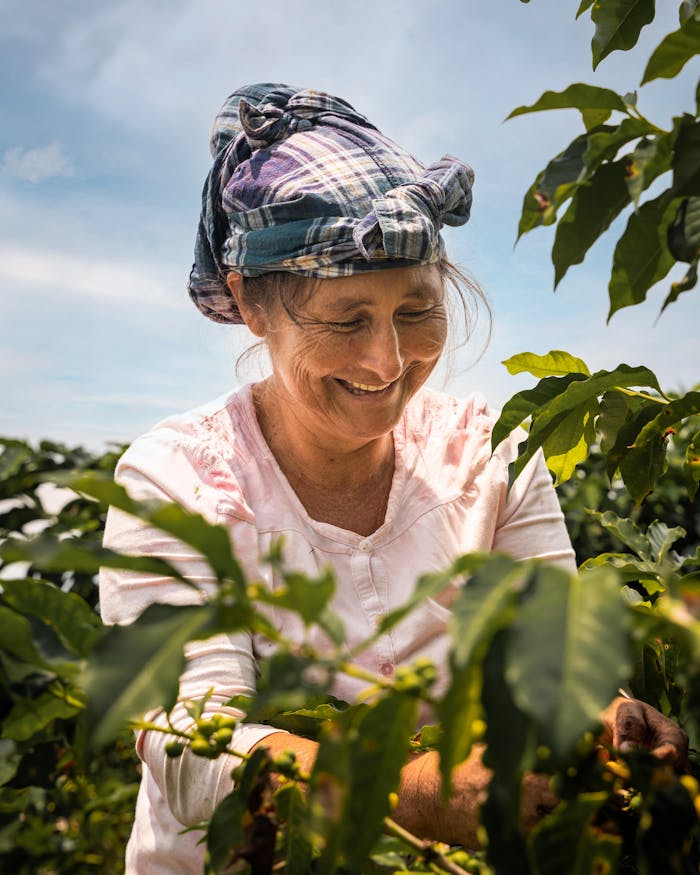 A woman joyfully harvesting coffee on a sunny day in Moyobamba, Perú, surrounded by lush greenery.